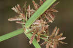 Fuzzy flatsedge